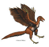 Archaeopteryx.jpg