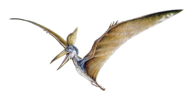 File:Geosternbergia.jpg