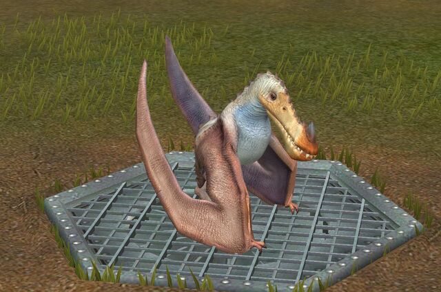File:Limnorhynchus (0).jpg
