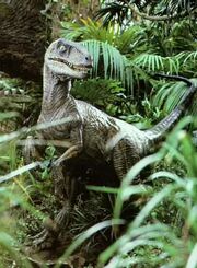 Jurassic bush raptor