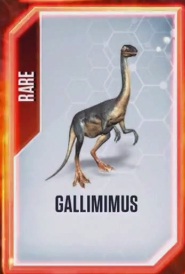 Galli-0.jpg
