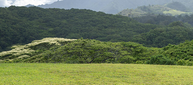 File:Gallimimus-environment-box.jpg
