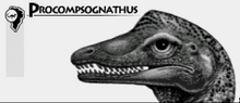 Procompsega4.png