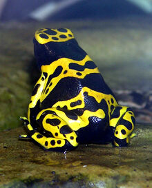 Yellow-banded.poison.dart.frog.arp