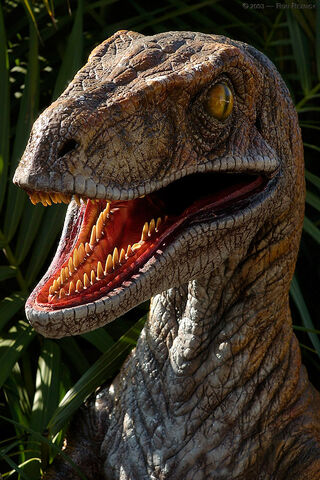 File:Velociraptor 6001-1-.jpg