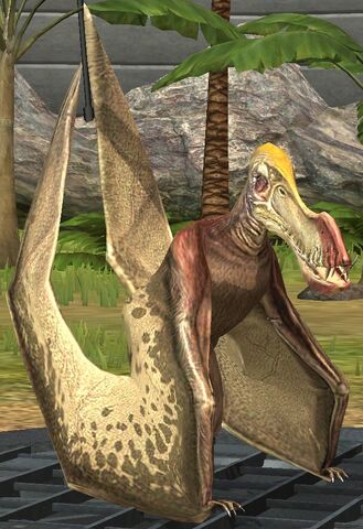 File:Coloborhynchus lvl 20.jpg