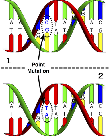 File:Point mutation.png
