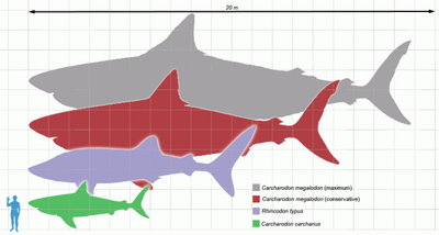 Megalodon scale1-610x326.png