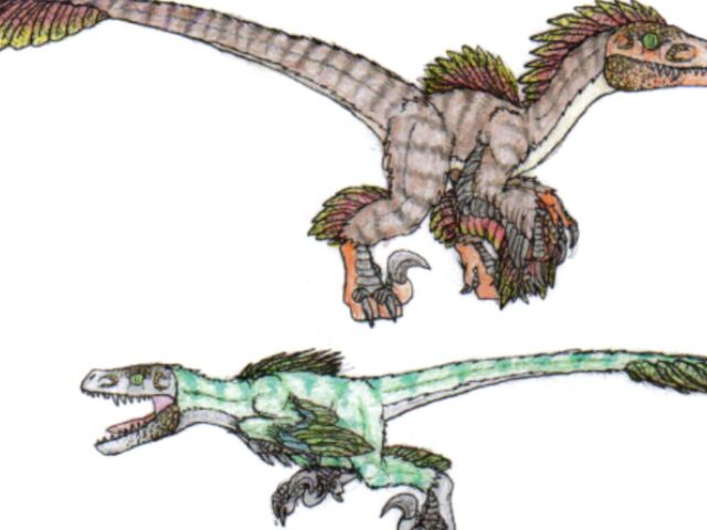 File:Featheredraptor12.jpg