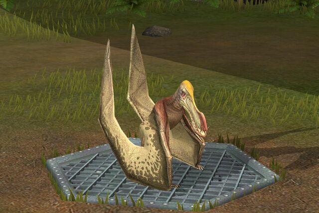File:Coloborhynchus (15).jpg