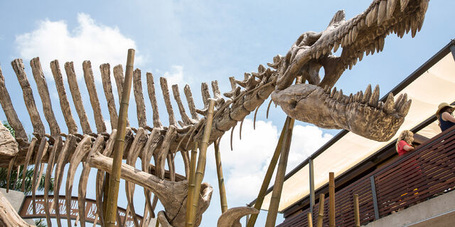File:Spinosaurus-skeleton.jpg