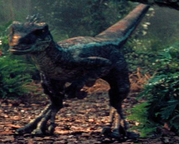 File:Male Raptor.png