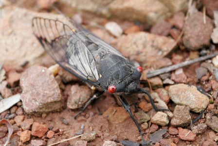 Black cicada