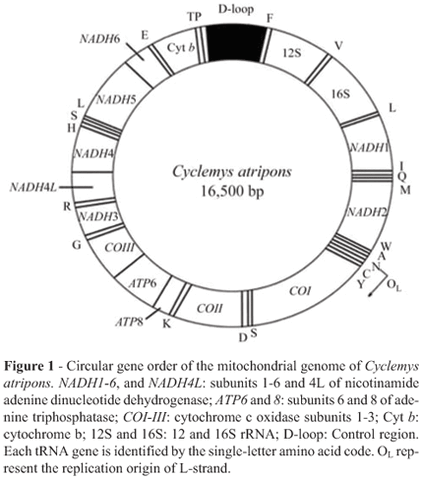 File:Cyclemys mito dna.gif
