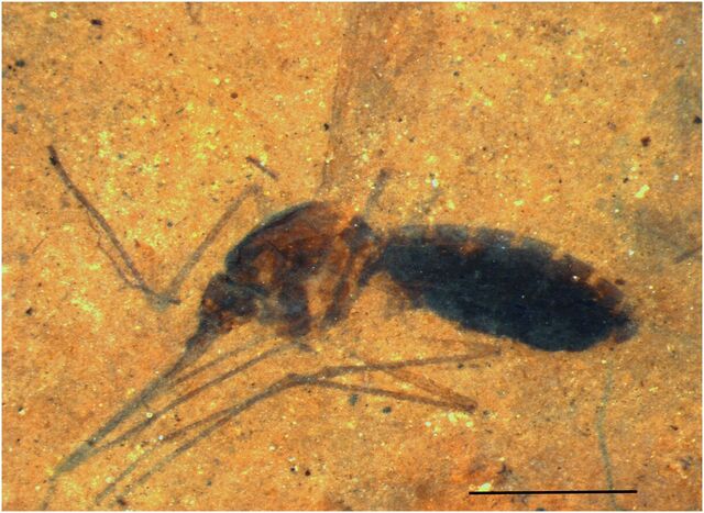 File:Insect in oil shale.jpg