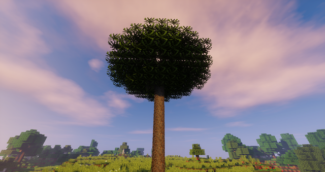 File:Araucaria.png