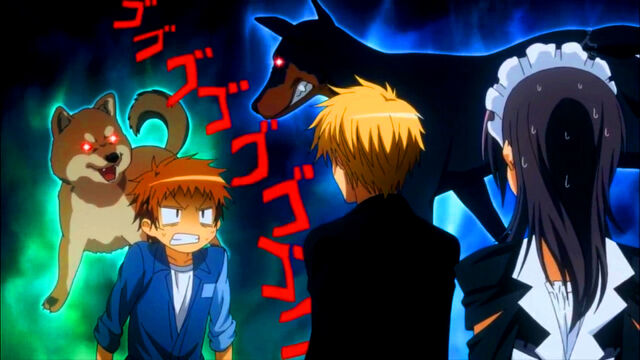 File:The dogs face off.jpg