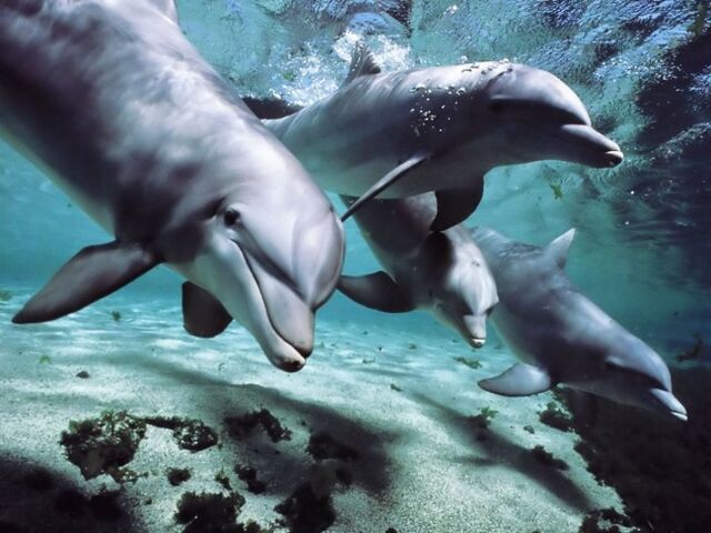 File:Dolphins-talk-language-650x487.jpg