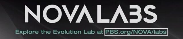 File:Nova Labs.jpg