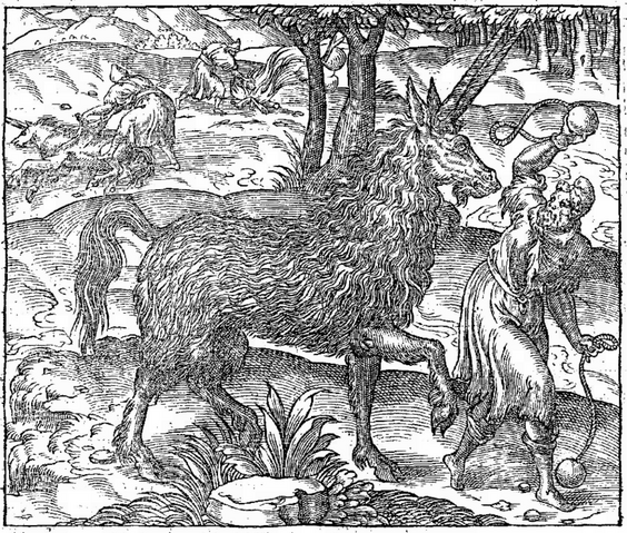 File:Andre Thevet Pyrassouppi.png