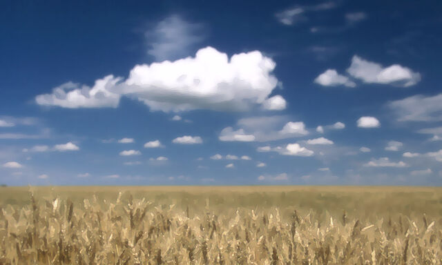 Файл:Hok wheat.jpg