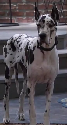 Dexter