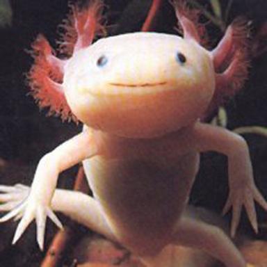File:Axolotl.jpg