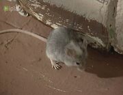 Maus