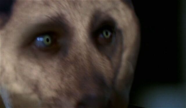 File:Wolf2.jpg