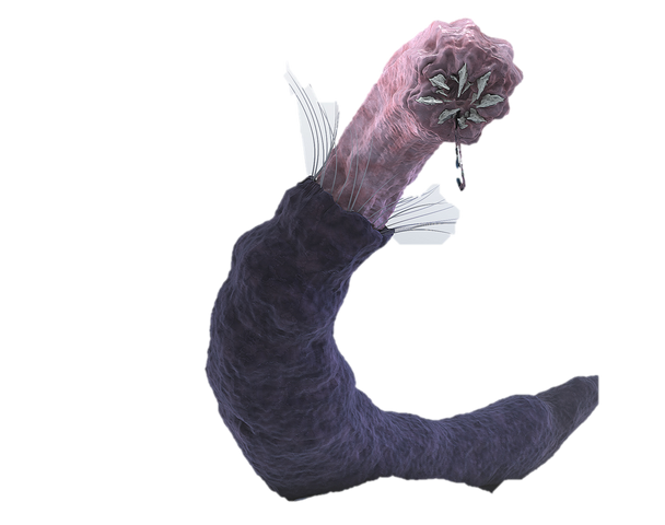 File:Carnictis.png