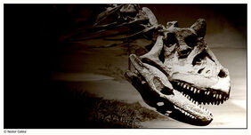 Carnotaurus Sastrei.jpg