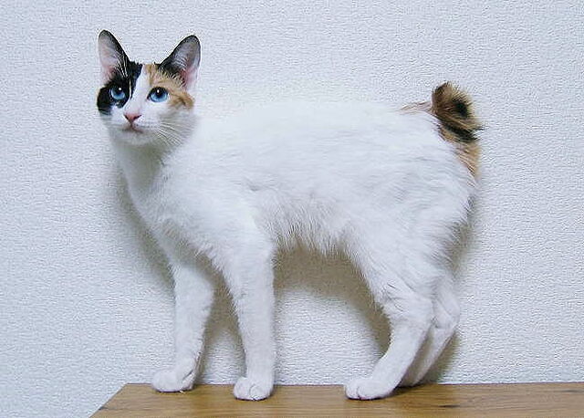 Tiedosto:Japan bobtail.jpg