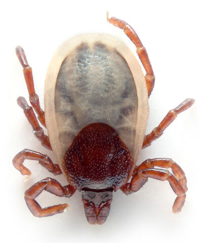 Tiedosto:Ixodes hexagonus.jpg