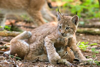 Ilves pennut