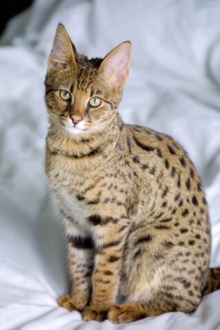 Tiedosto:Savannah.jpg