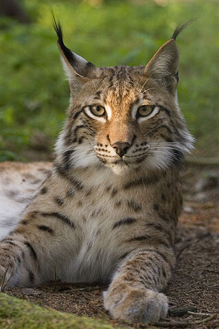 Tiedosto:Ilves.jpg
