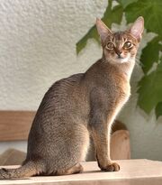 Tikattu tabby
