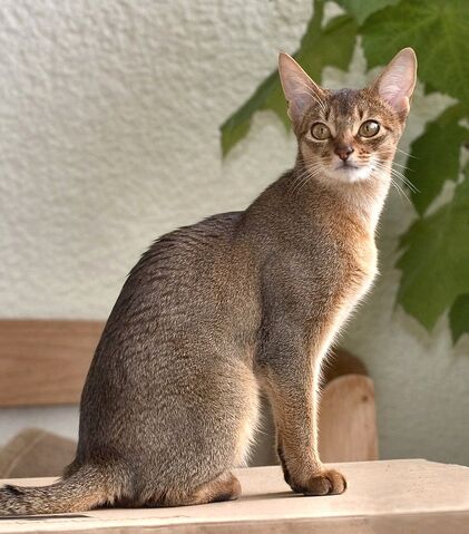 Tiedosto:Tikattu tabby.jpg