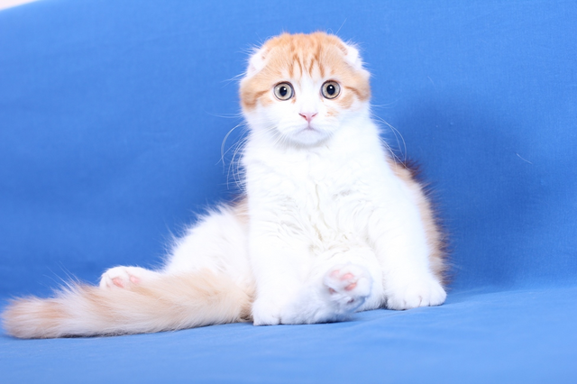 Tiedosto:ScottishFold3.png