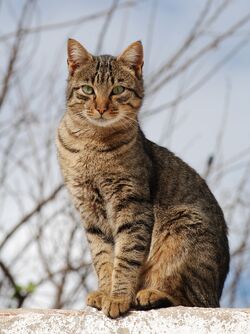 Tabbykissa