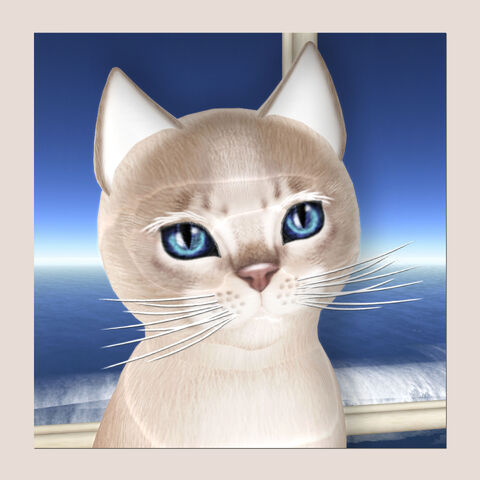 File:Aby Lilac Too.jpg