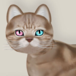 Cream Tabby Rtired