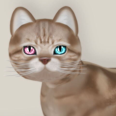 File:Cream Tabby Rtired.jpg