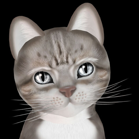 File:Blue and White Tabby.jpg