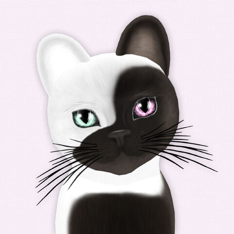 File:Chateau Cat Cocoa & White No 1.jpg