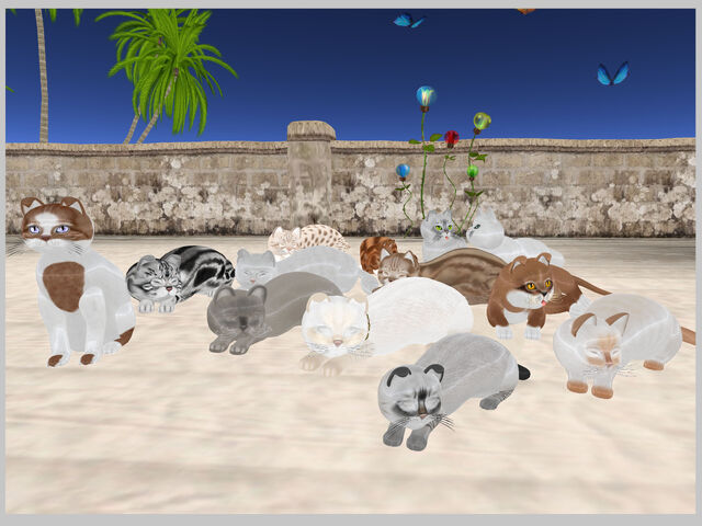 File:KittyCatS - Group Picture Too.jpg