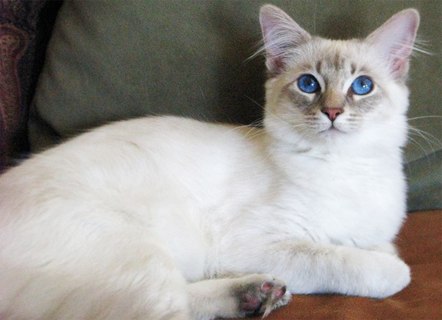 File:PermesMuyBella.png