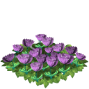 Tulip flower bed lavender last