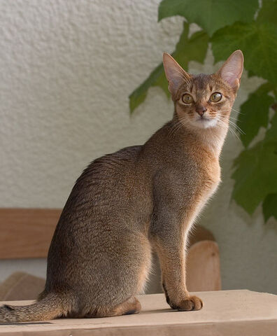 File:cat.jpg