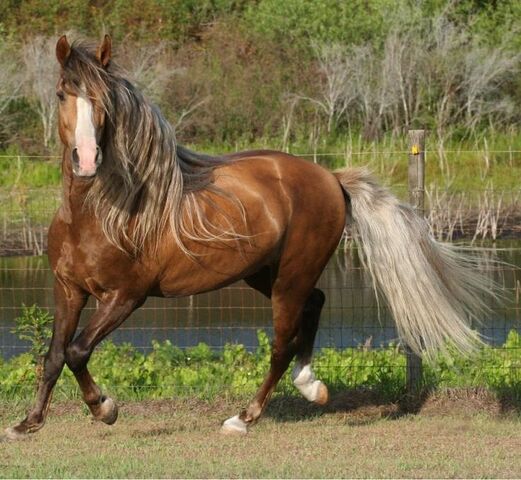 Plik:Stallion Paso Fino.jpg